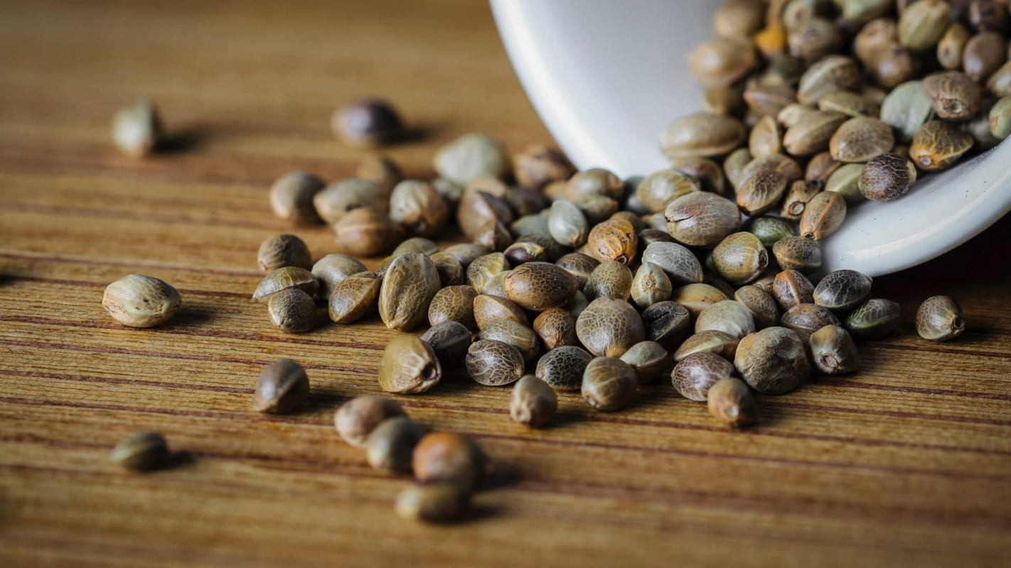 Where to Buy Cannabis Seeds in Spain: Physical Store Guide