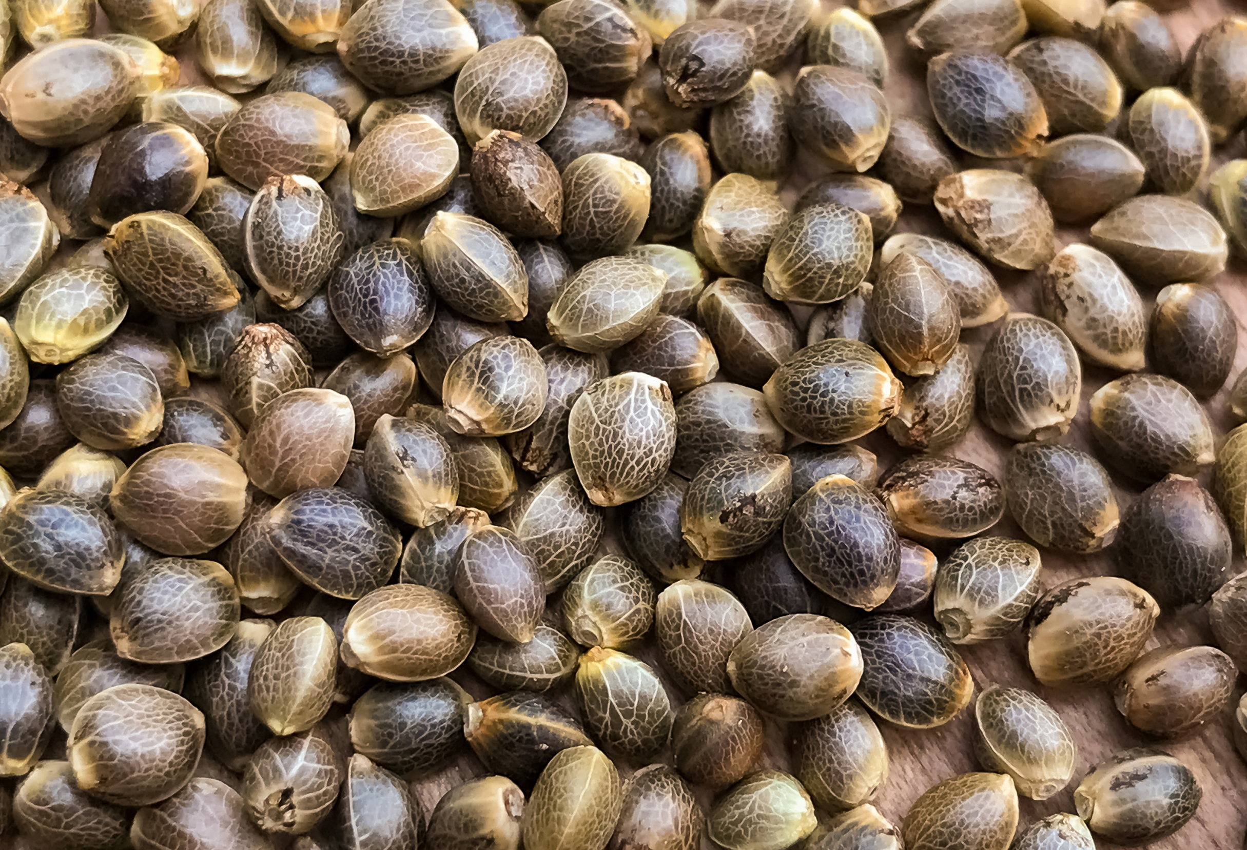 Article: A Practical Guide to Germinating Hemp Seeds